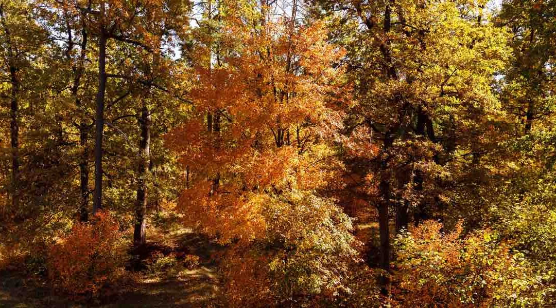 Come si dice autunno in inglese