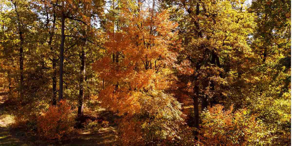 Come si dice autunno in inglese