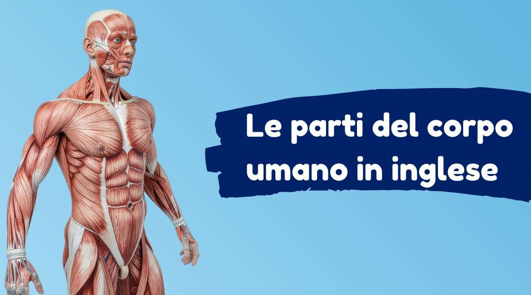 parti del corpo in inglese